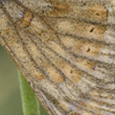 Euphydrias aurinia debilis